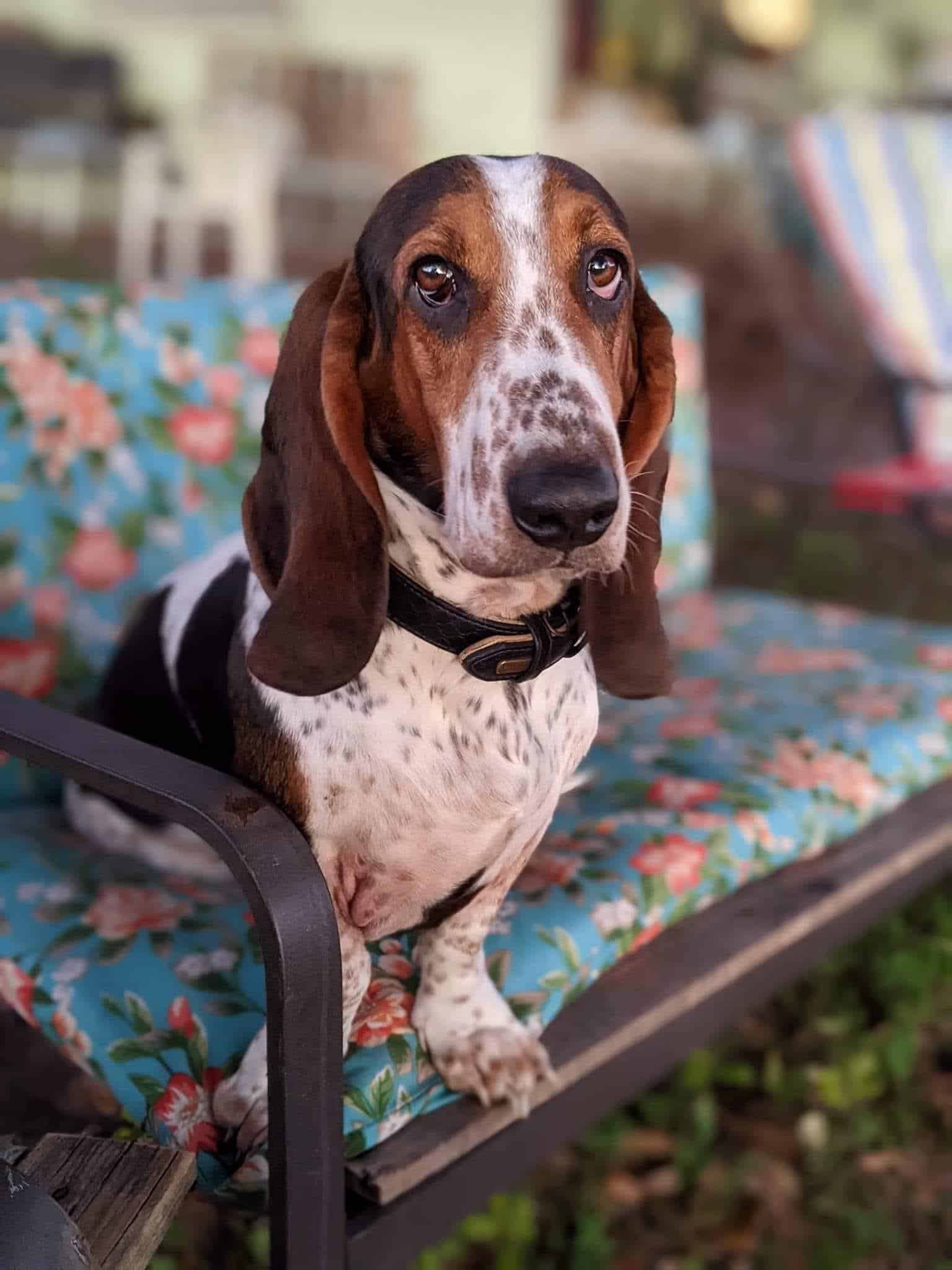 Basset hounds
